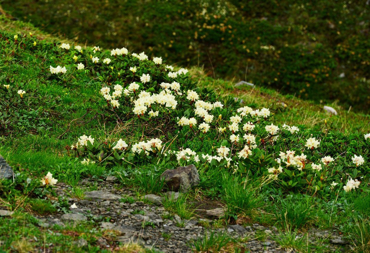 长白山高山苔原地带海拔1,600--2,300米,气候恶劣,土质脊薄,植被生长