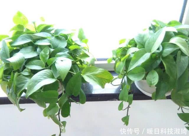 甲醛能清除的到吗