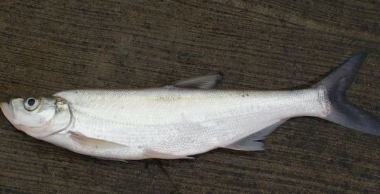 鮊鱼图册_360百科