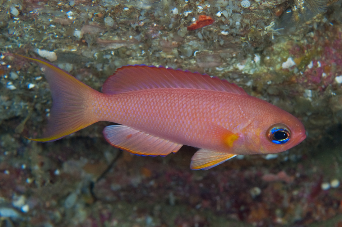 奧氏麗花鮨動物輻鰭魚類