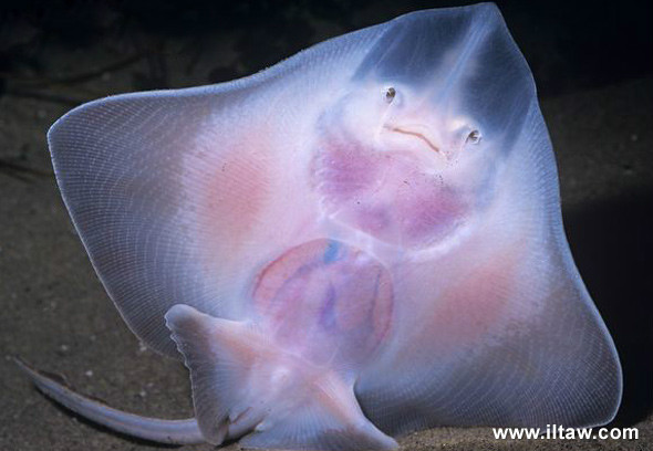 类)双斑鳐,生物学分类:动物界-脊索动物门-板鳃亚纲-鳐形目-鳐科-鳐属