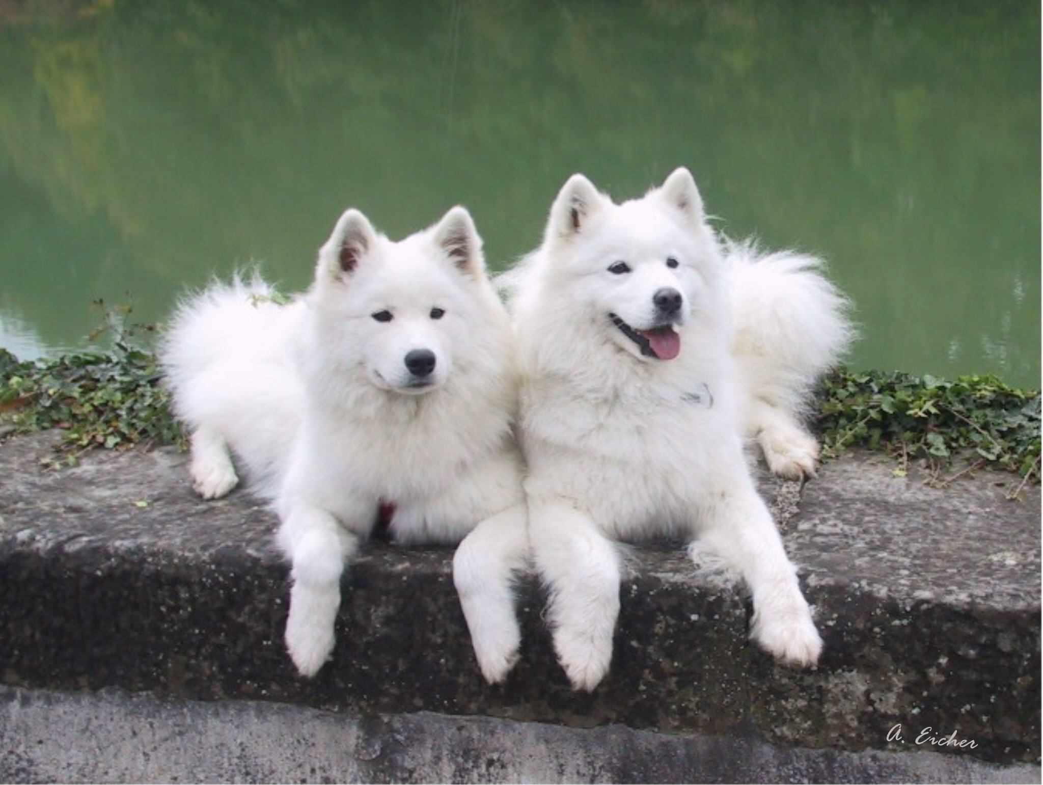 白色“战狼”-高清萨摩耶犬（Samoyed）狗犬壁纸下载