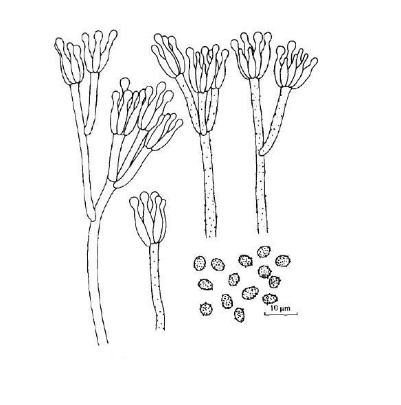 青霉菌结构图简笔画图片