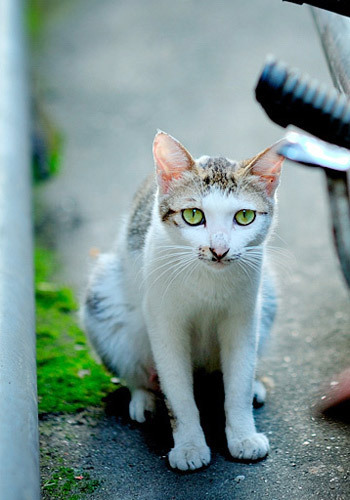 土猫图册_360百科