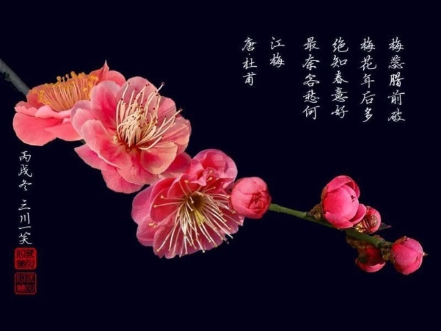 江梅_360百科