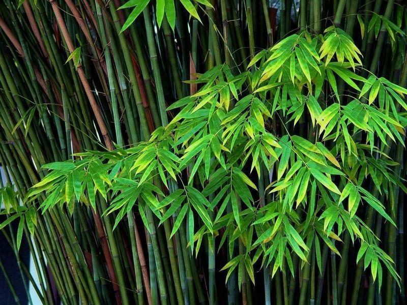 竹类植物_360百科