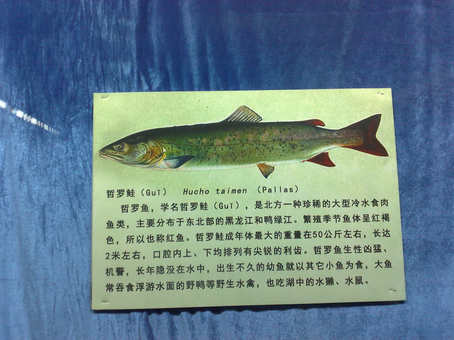 哲罗鲑鱼肉图片