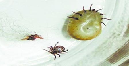 蜱虫图册_360百科