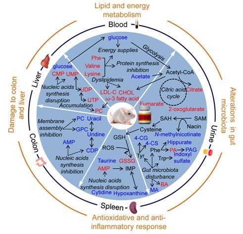 代谢组图册_360百科