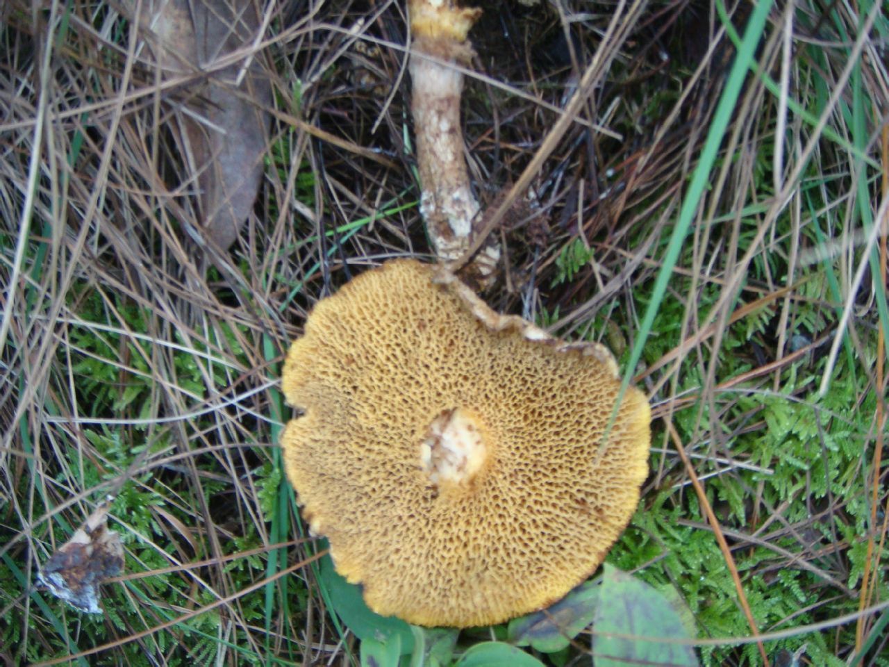 菌管(植物 名词)