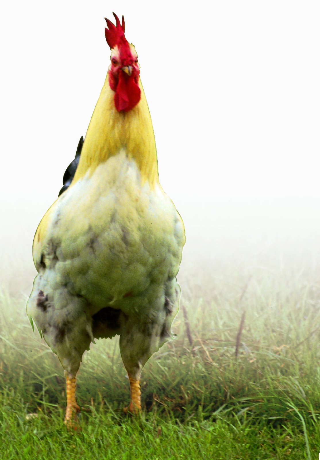 鸡战斗的鸡 库存图片. 图片 包括有 动物区系, 母鸡, 烧杯, 农场, 宠物, 斗鸡, 家禽, 雄鸡, 家畜 - 60786343