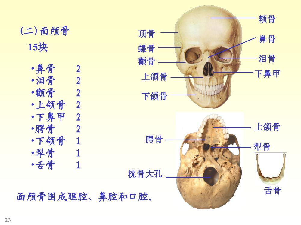 面颅骨人体解剖学名词