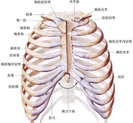 肋弓的准确位置图图片