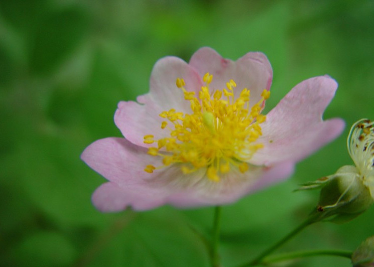 野蔷薇 植物 360百科