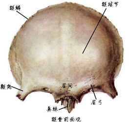 额骨两边图片