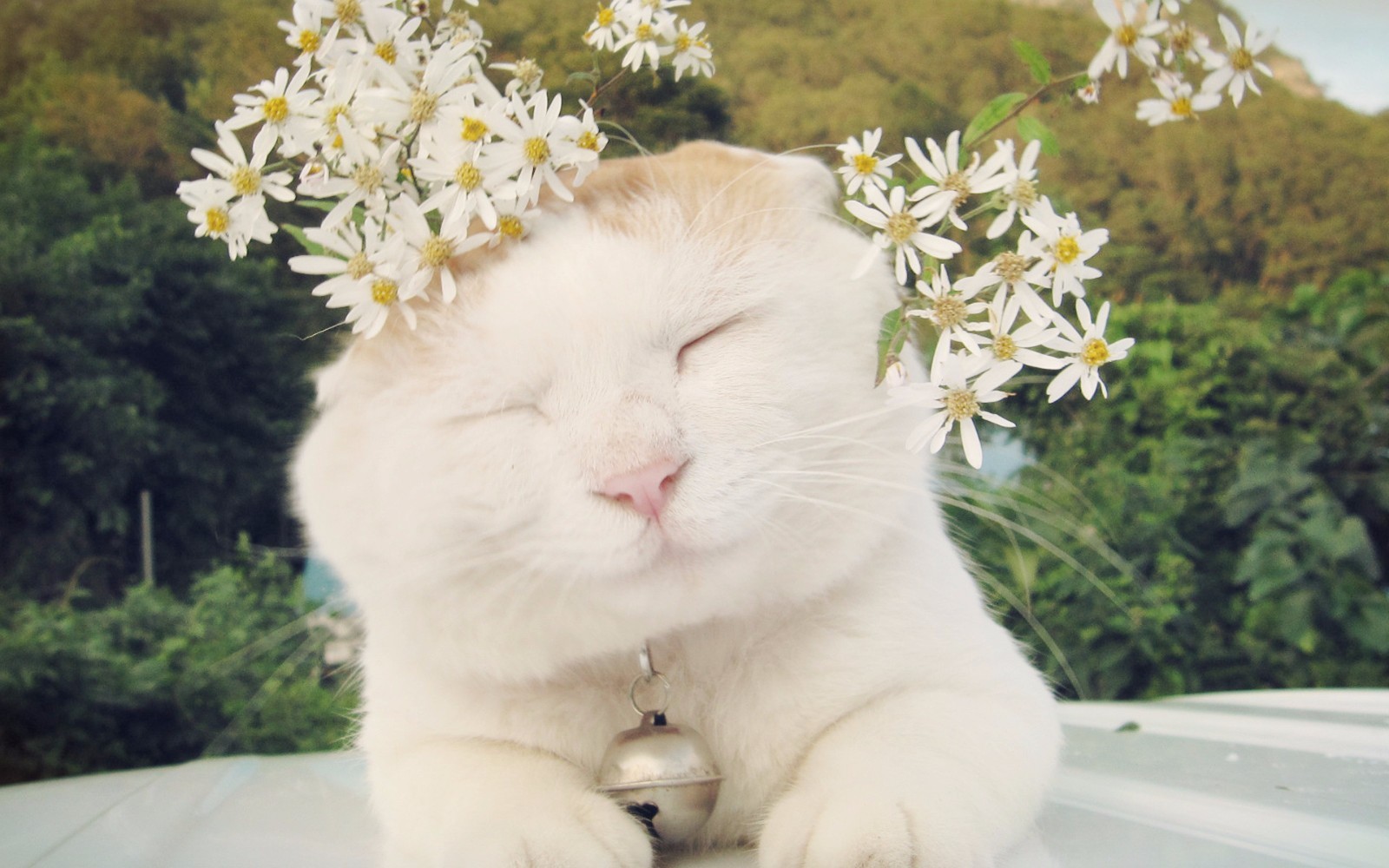 公主病小猫 t01ee8106b835ac7669.jpg?size=1600x1000