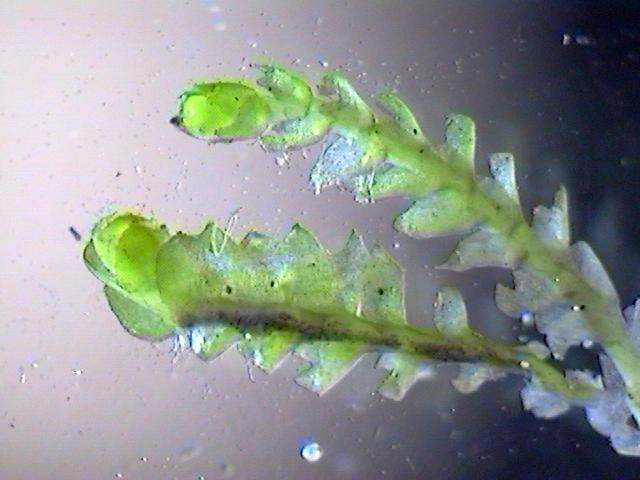 挺叶苔属图册_360百科