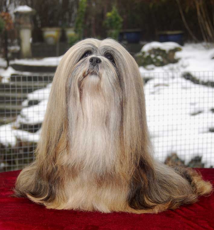 中国名犬_360百科