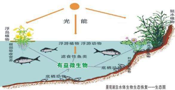 生物自净作用(生物 | 石材)生物自净作用是整个水体或土壤通过好气性