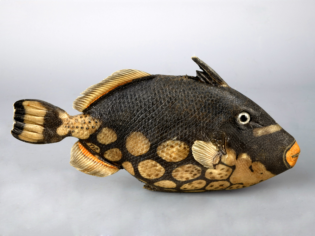 用户照片-Balistoides viridescens-泰坦扳机鱼-喵潜AI鱼类辨识 FISH ID - 你的在线鱼书