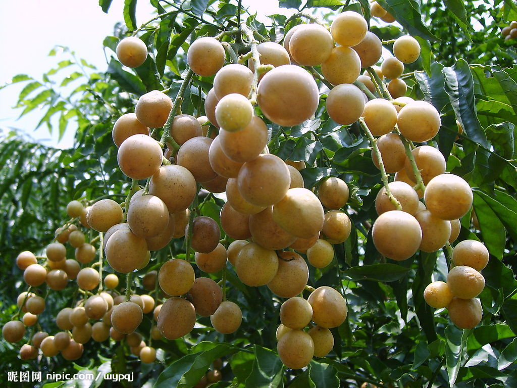 黄皮果的养殖方法和注意事项 - 花百科