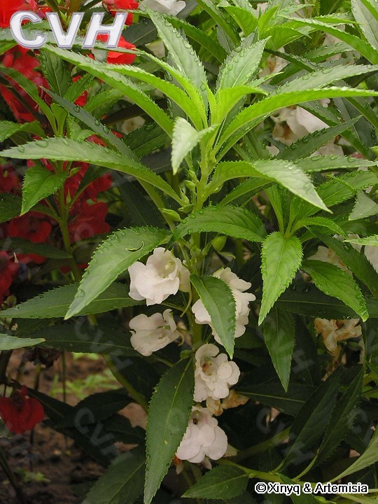 白冷草 求真百科