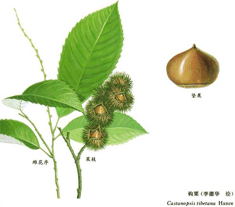 钩栲_360百科