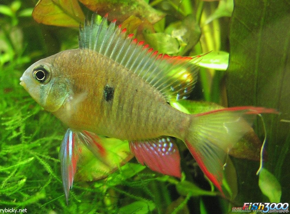 二长棘鲷_360百科