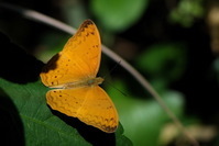 幸运辘蛱蝶图册 360百科