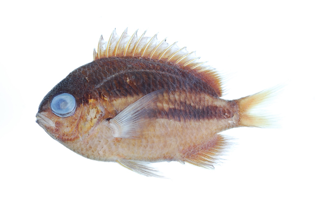 冈村氏光鳃鱼 | chromis okamurai(动物 | 物种)