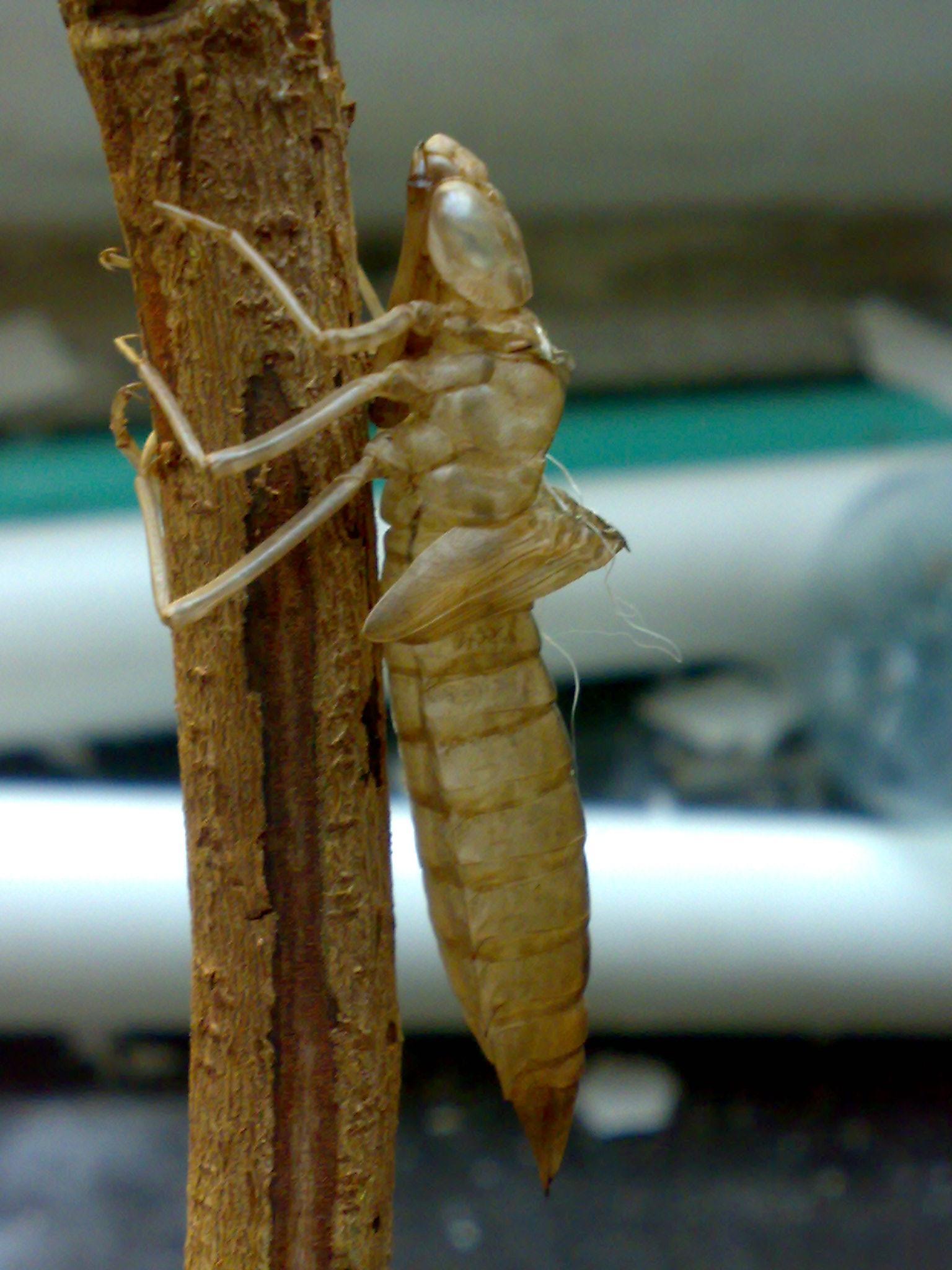 这种广州常见的小生物，你一定没试过这么近距离看它们！|蜻蜓|广州|生物_新浪新闻