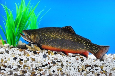 美洲红点鲑 | salvelinus fontinalis(动物 | 辐鳍鱼类)