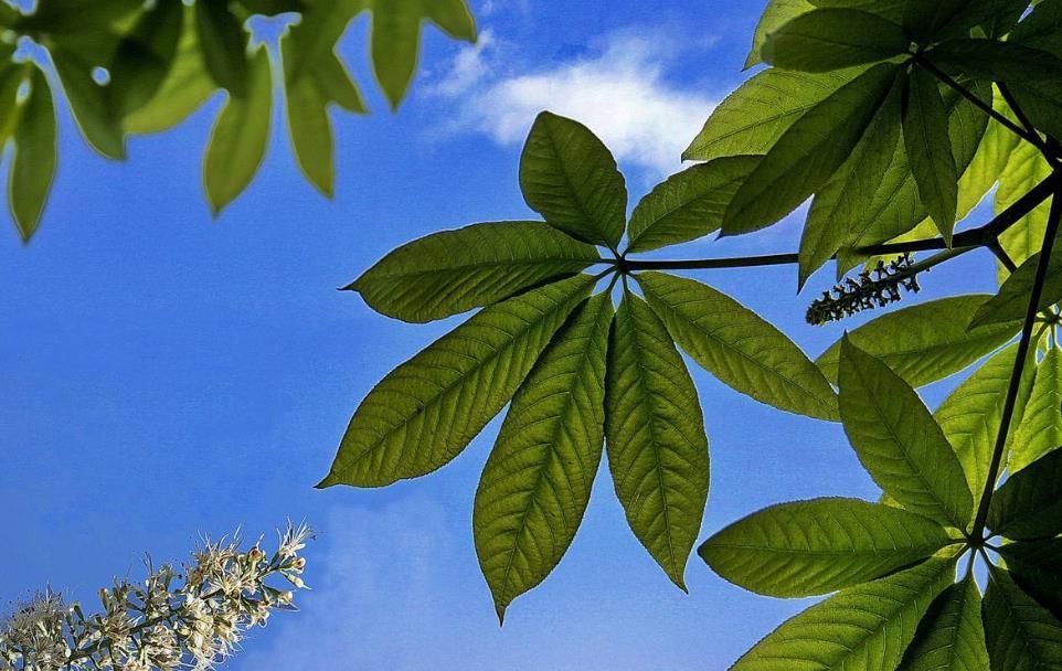 七叶树(七叶树科植物)_360百科