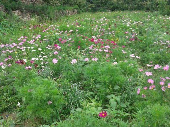 生物群系图册_360百科