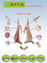 滩羊_360百科