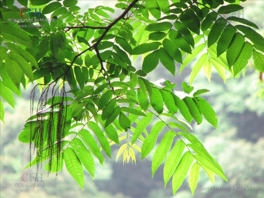 马尾树-国家植物标本馆模式标本集-图片