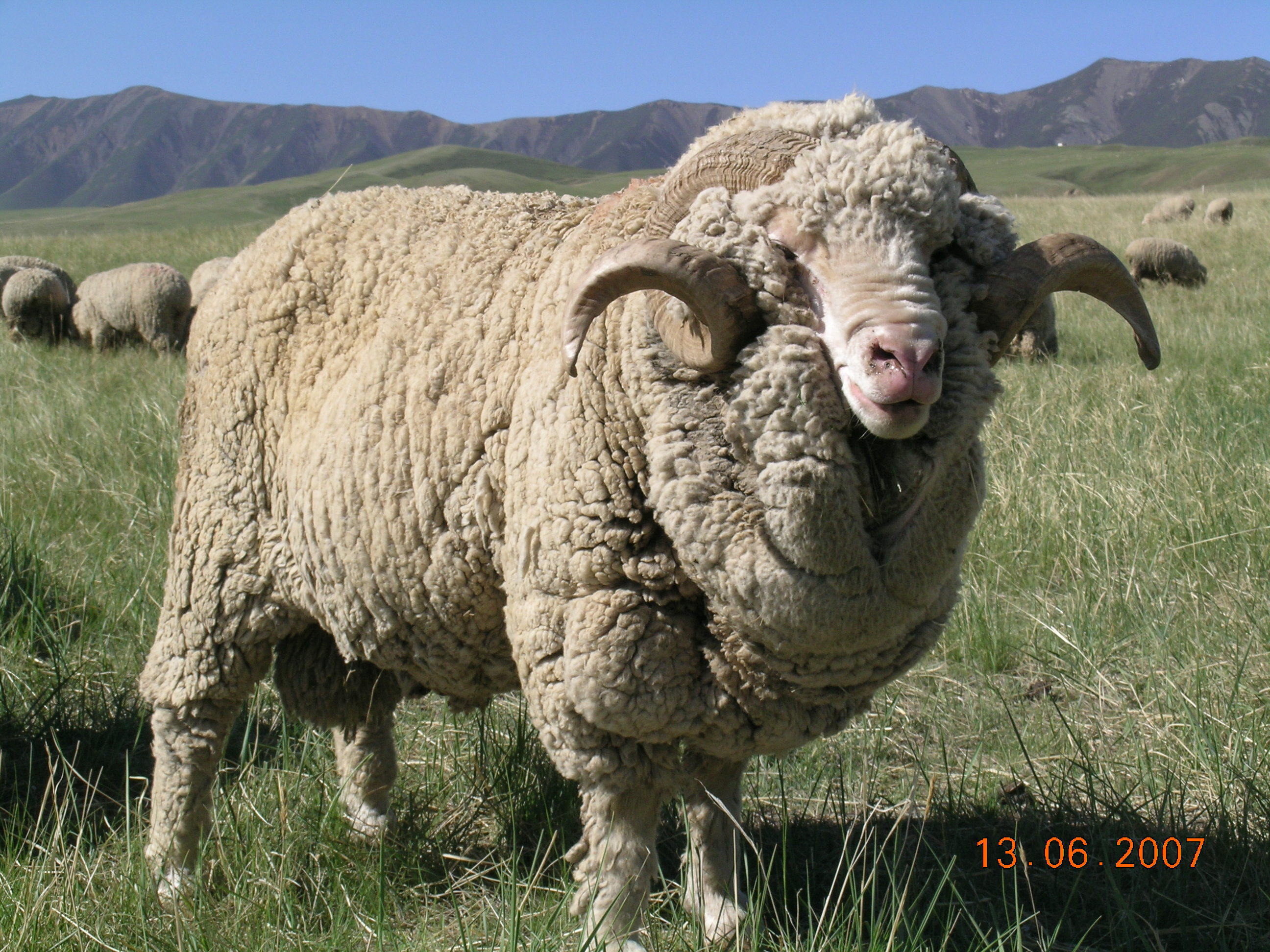 夏洛莱羊价格 80斤杜泊羊 波尔山羊羊苗2一3月价格 山东济宁-食品商务网