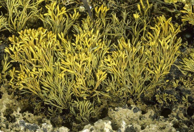 菌藻植物(植物 | 石材)菌藻植物是一种单细胞或多细胞的叶状体,不形成