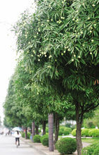 扁桃树_360百科
