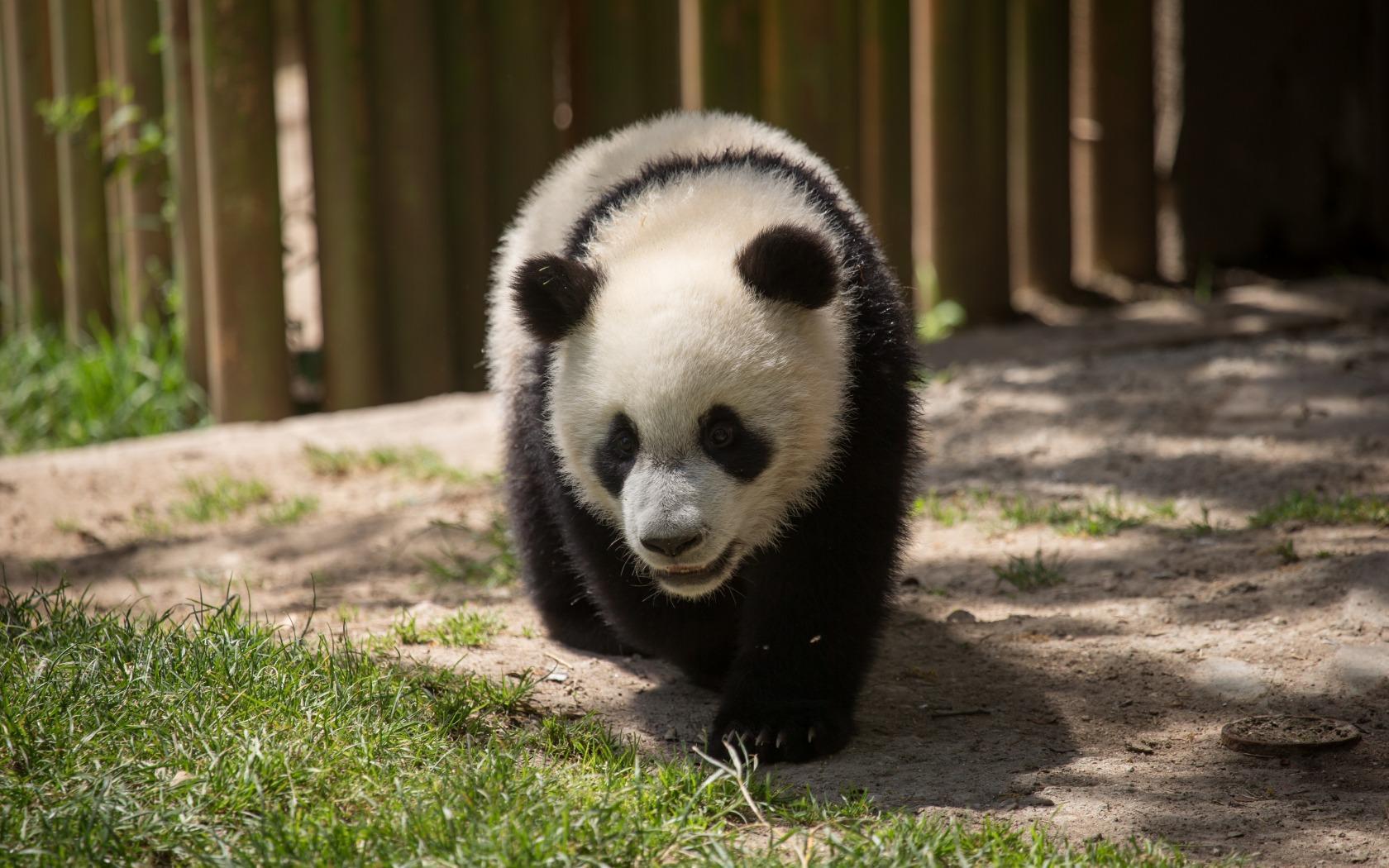 四川阿坝：同一地点连续三年拍摄到野生大熊猫活动影像_凤凰网视频_凤凰网
