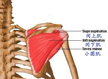 冈上肌和冈下肌图片图片