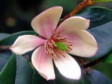 白兰花 植物 360百科