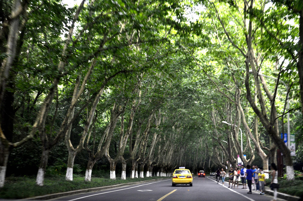 南京陵園路