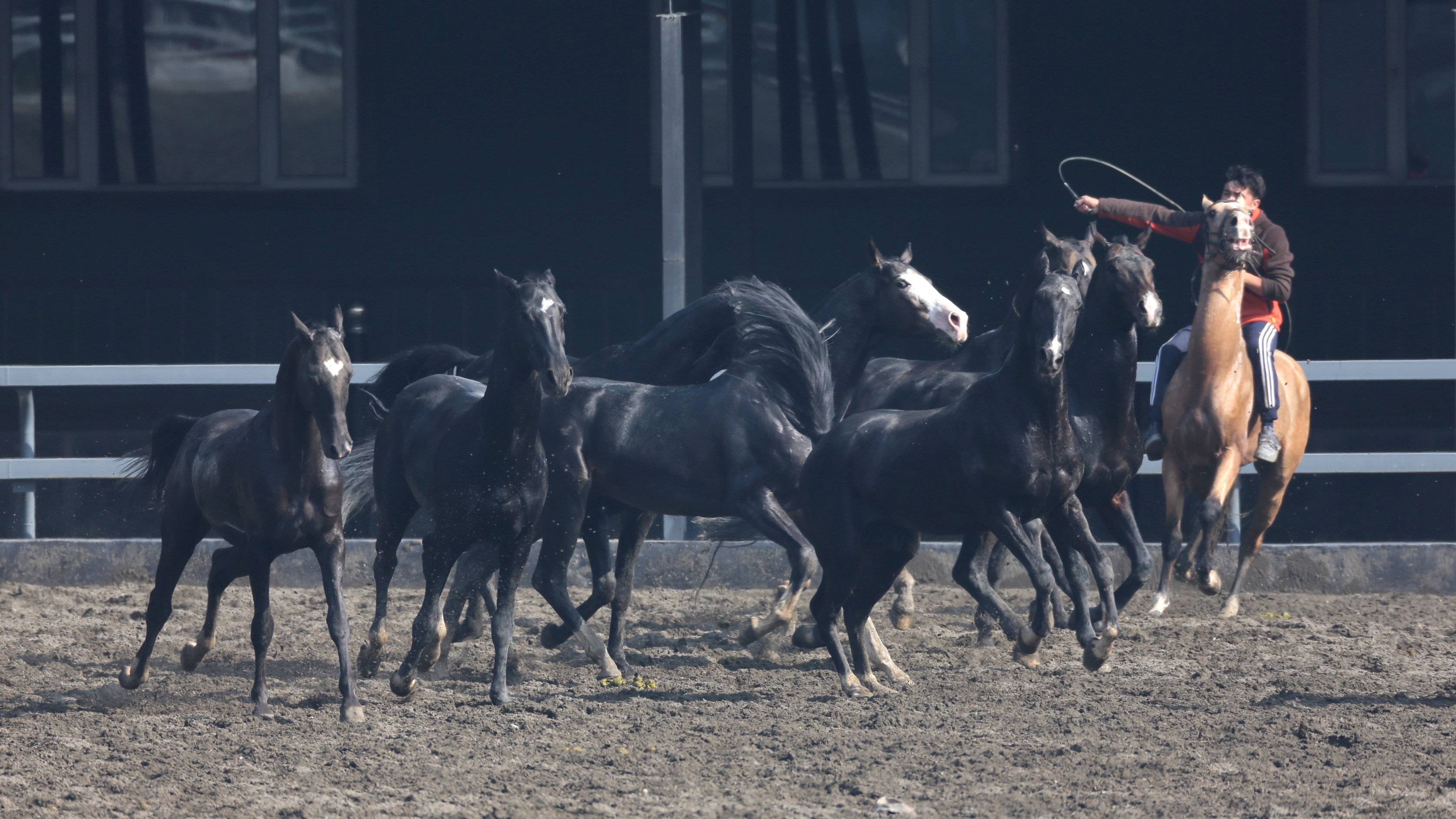乌鲁木齐野马古生态园的汗血宝马和骑手表演。-中关村在线摄影论坛