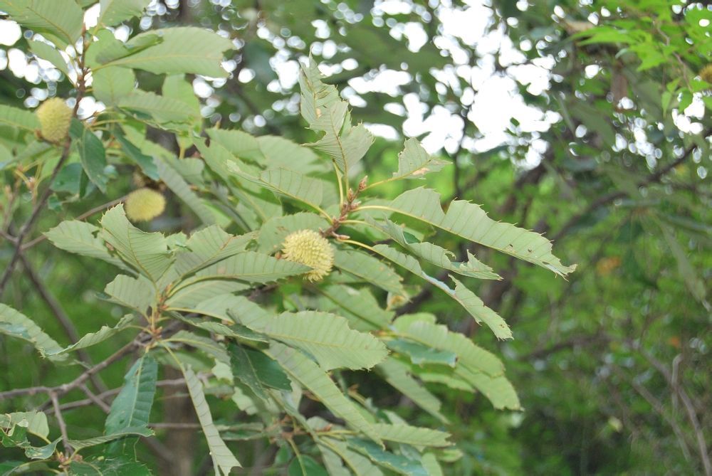 麻栎_360百科
