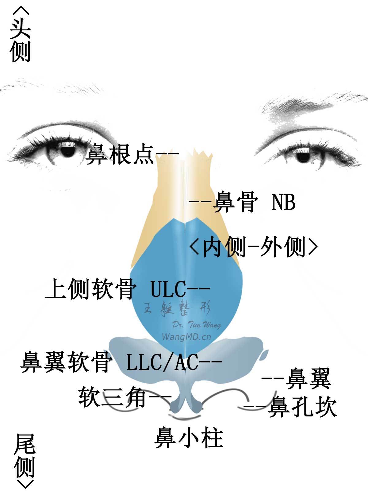 鼻前庭图册 360百科