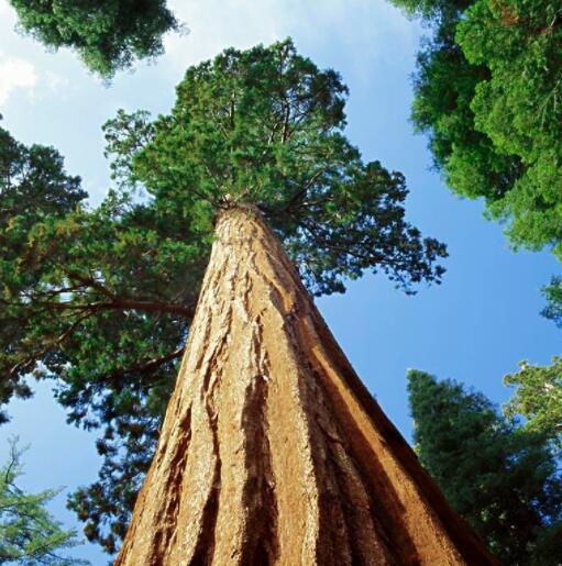 巨杉图册_360百科