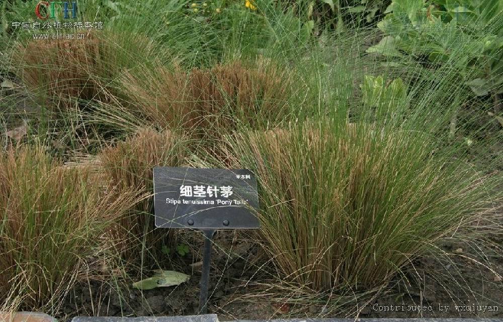 细茎针茅_360百科