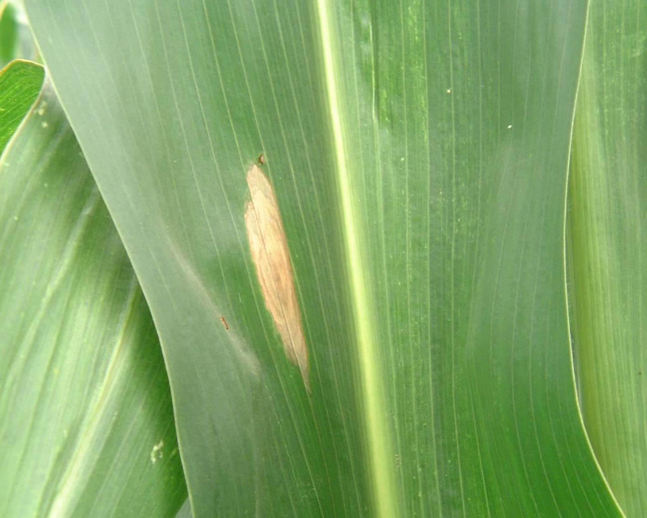 农民为什么把没成熟的玉米下面部分叶子割掉，是何原因？注意事项 - 知乎