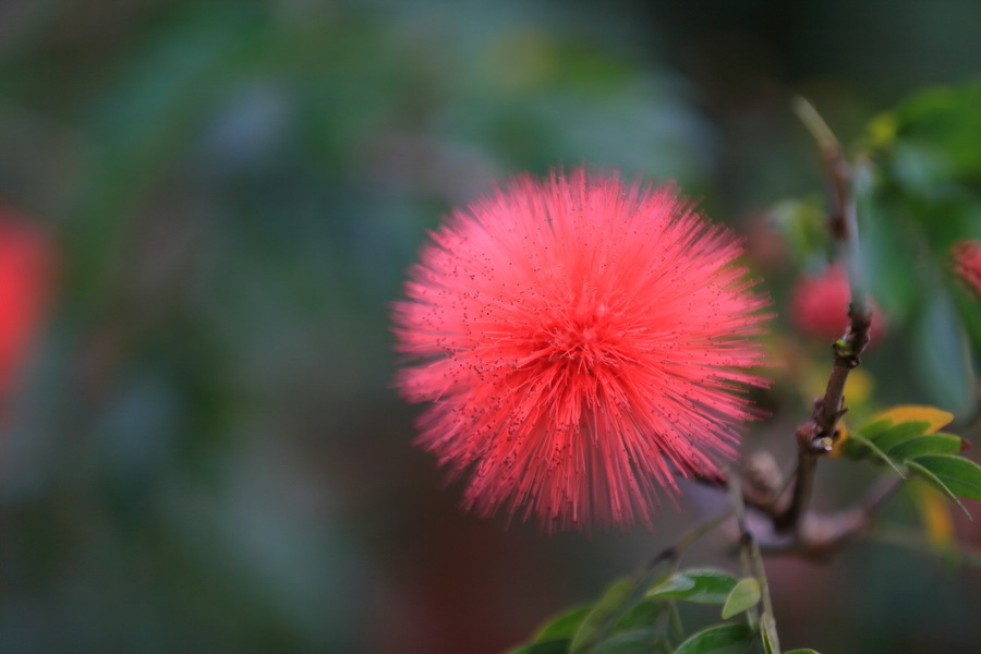 绒球花图册_360百科